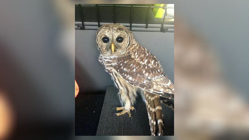 Fairfield Park Ranger Jeff Larsh helped to rescue this owl found on July 27 on the side of River Road in Fairfield Twp. CONTRIBUTED/JEFF LARSH