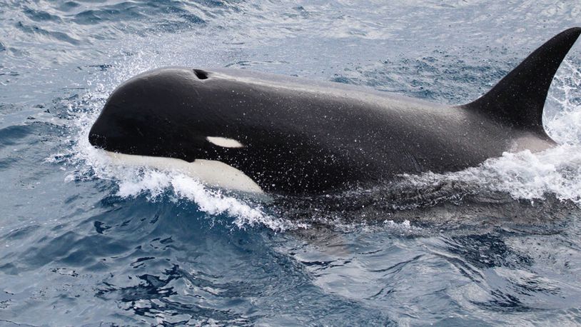 This undated photo provided by Paul Tixier in March 2019 shows a Type D killer whale. Scientists are waiting for test results from a tissue sample, which could give them the DNA evidence to prove the new type is a distinct species.