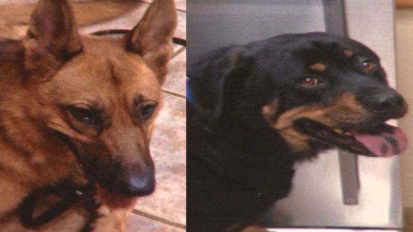 A Georgia man is unhappy after his dogs were euthanized.