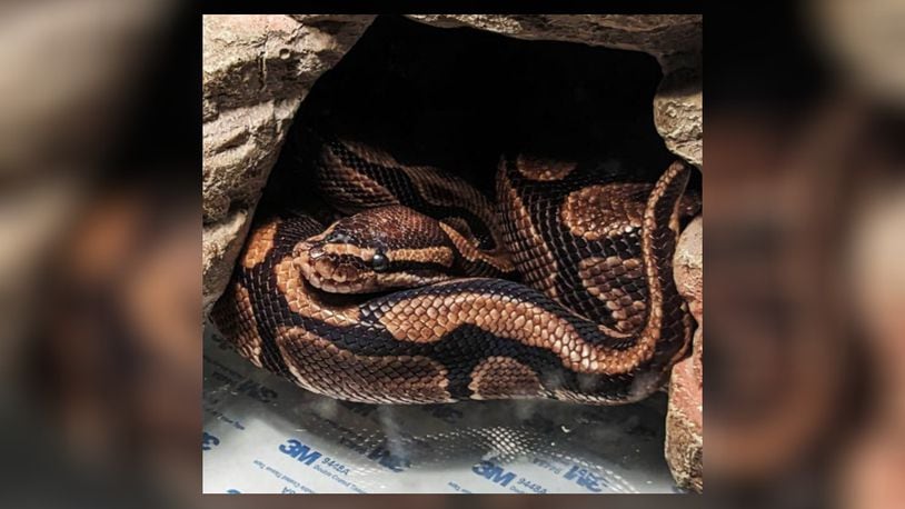 This is Boop Noodle, a snake belonging to Liberty Twp., Ohio residents that is part of a "Wacky Pet Names" contest conducted by Nationwide Insurance." CONTRIBUTED