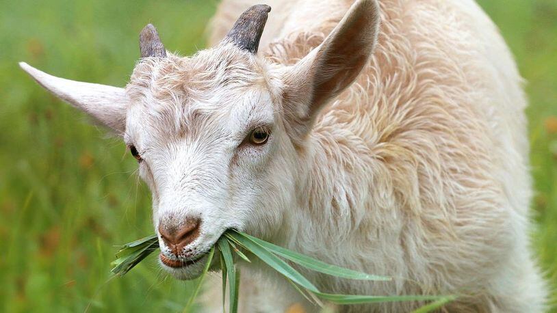 Goats are being used to graze on fire-prone brush in the hills of Laguna Beach, California.