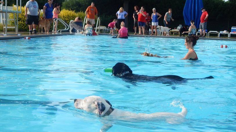 Dogs enjoy the Cassel Hills pool before the end of the 2016 season.