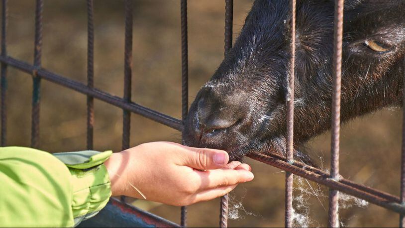 A 2-year-old boy died Friday after contracting e. Coli at a California petting zoo setup as part of the San Diego County Fair.