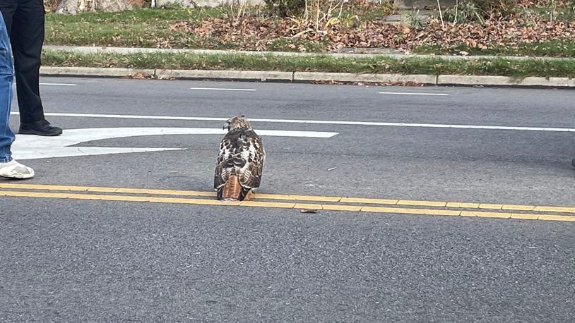An injured hawk was in the left turn lane near the median in the 1600 block of Shroyer Road Sunday, Nov. 29, 2020, in Oakwood. Motorists and police stopped to help. JEN BALDUF/STAFF