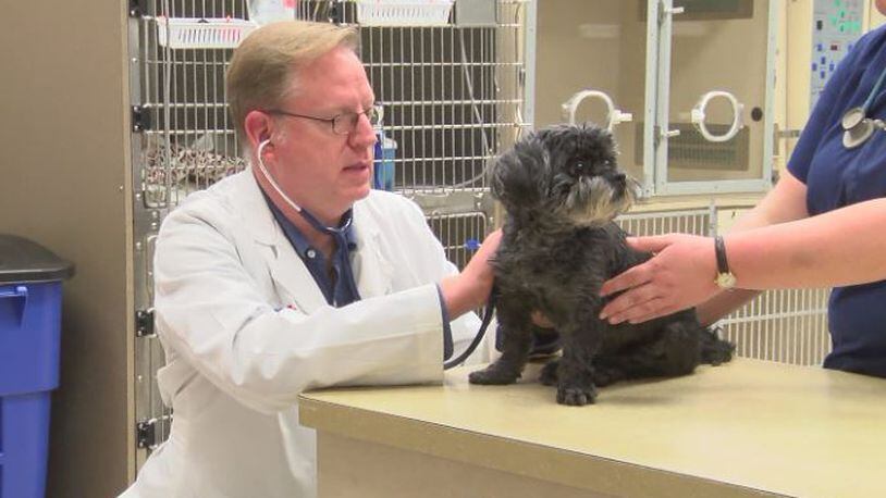 Dr. Daniel Carey, veterinarian at Dayton Care Center in Centerville offers recommendations to those looking to add a puppy to their home.