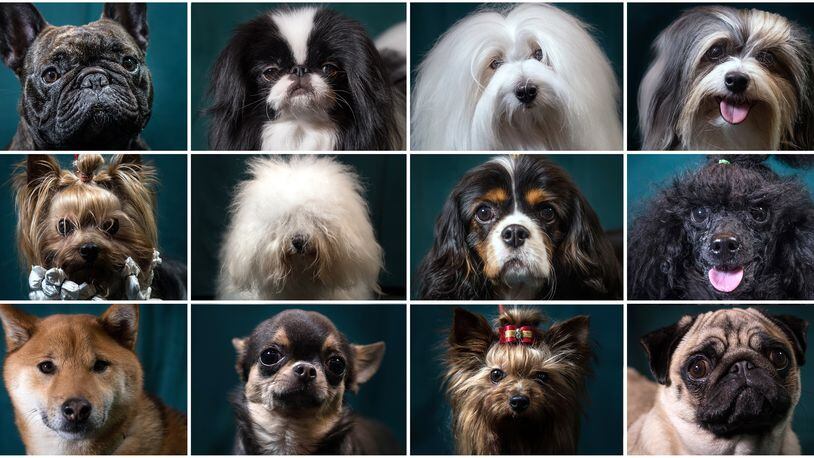 A new museum has opened in Massachusetts -- the Museum of Dog.