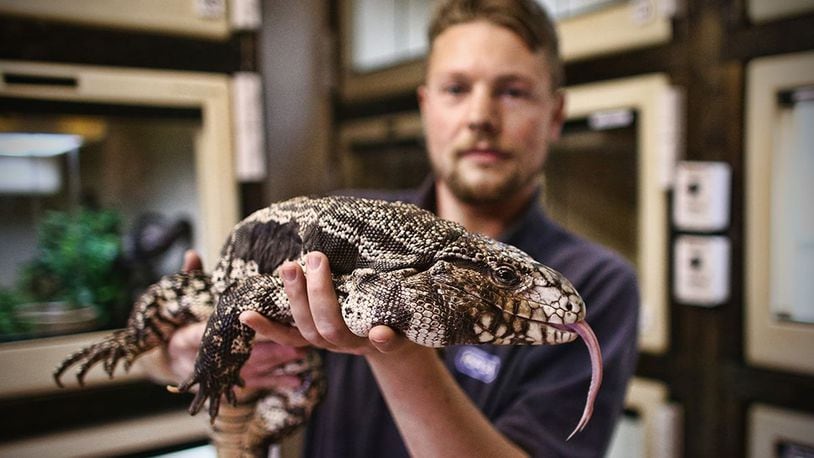 Reptile Rescue Coordinator Tom Bunsell handles an Argentine black and white tegu at the Royal Society for the Prevention of Cruelty to Animals (RSPCA) reptile rescue centre on May 29, 2015 in Brighton, England. (Carl Court/Getty Images)