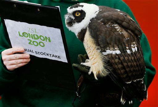 London Zoo count 2013