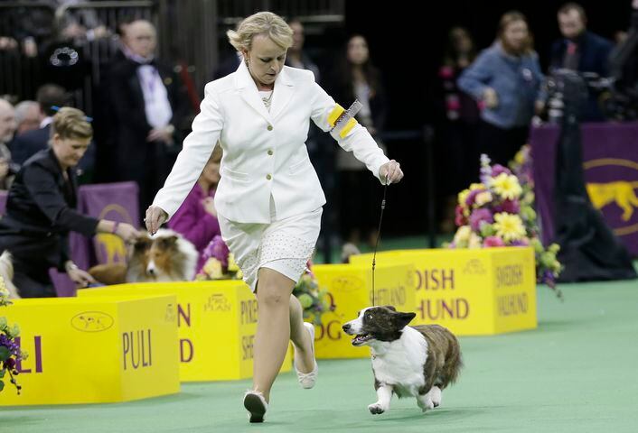 Coco, a cardigan welsh corgi, named Best of the Herding Group
