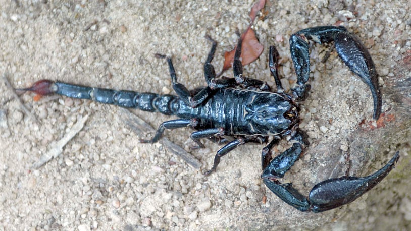 A scorpion was found on a United Airlines flight Thursday, delaying takeoff for more than three hours.