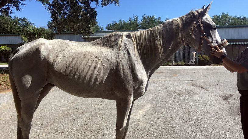 The report said the horse's lack of muscle and body fat exposed its skeleton beneath its skin. (WFTV.com)