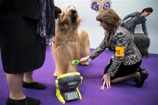 Dill Pickle, a Briard, is brushed while being cooled by a fan
