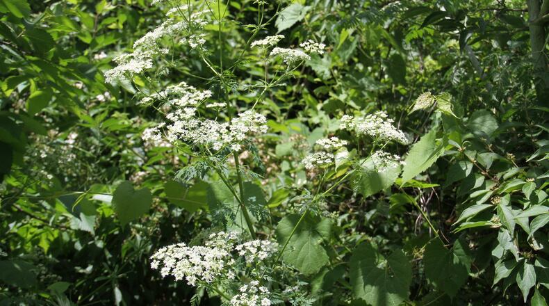 Flowers of poison hemlock. CONTRIBUTED