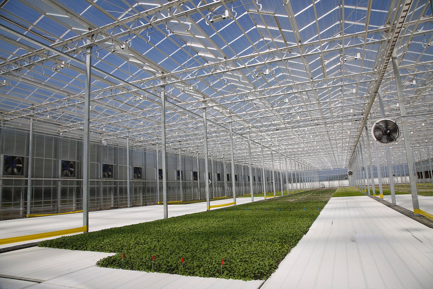BrightFarms Ohio Greenhouse harvests first hydroponic greens in Wilmington