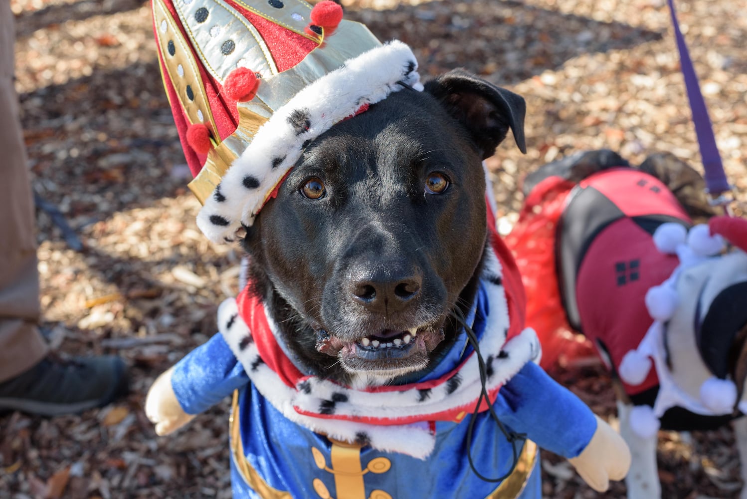 PHOTOS: Did we spot you and your dog at Wag-O-Ween at the Kettering Recreation Center?