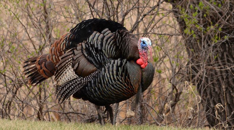 April and May mark breeding season for turkeys in Ohio. iSTOCK/COX