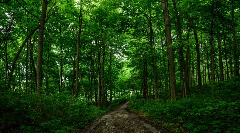 Hills and Dales Park, a lush urban forest, opened in 1907 on land owned by NCR founder John H. Patterson. The Olmsted Brothers, a prominent landscape architecture firm consisting of John Charles & Frederick Law Olmsted, Jr. designed Hills & Dales. Their father, world renown landscape architect Frederick Law Olmsted and his partner Calvert Vaux designed New York City’s Central Park in 1857 and 1858. Even though the park was outside of Dayton’s city limits (present day Kettering & Oakwood), the land was deeded to the City of Dayton by Patterson in 1918. Fiver Rivers MetroParks began operating and maintaining the park in 1999. Today, it’s easy to get lost in the many things to do at Hills & Dales MetroPark. Visitors are free to enjoy the Adirondack & Inspiration Point nature trails, Old Barn Camp, Dogwood Pond, Paw Paw Camp, Wetlands Boardwalk, the Stone Tower aka Frankenstein’s Castle/Witches Tower, Patterson Monument and more. Due to COVID-19, safe social distancing (6 feet apart) is recommended at all times. Visitors must also plan accordingly since restrooms onsite are still closed. For more information, visit metroparks.org. TOM GILLIAM / CONTRIBUTING PHOTOGRAPHER