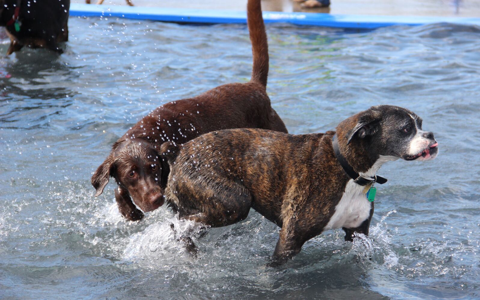 Dogs have some fun in the water at the annual Doggie Dash 'N Splash