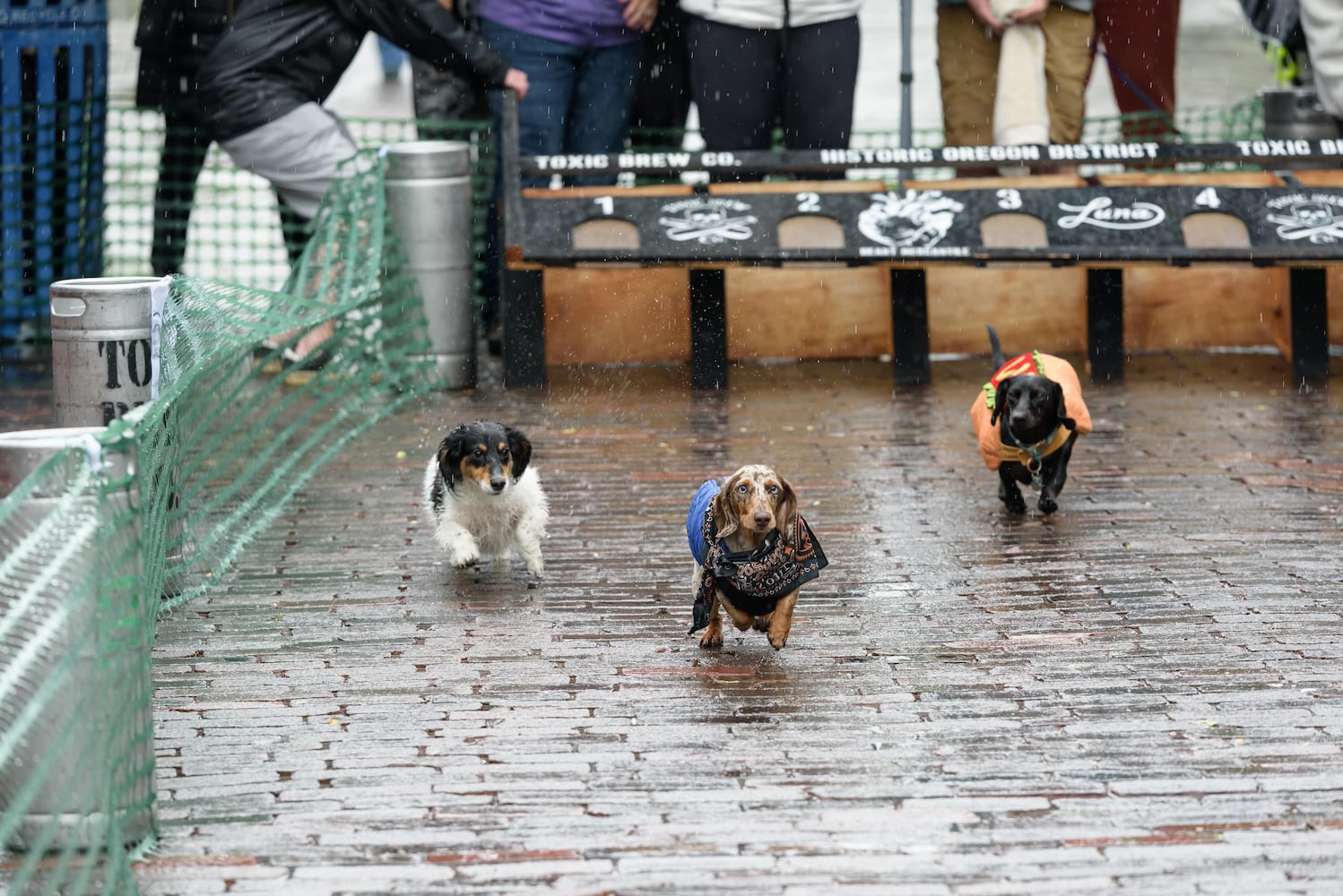 PHOTOS: 2025 Derby Day wiener dog races in the Oregon District