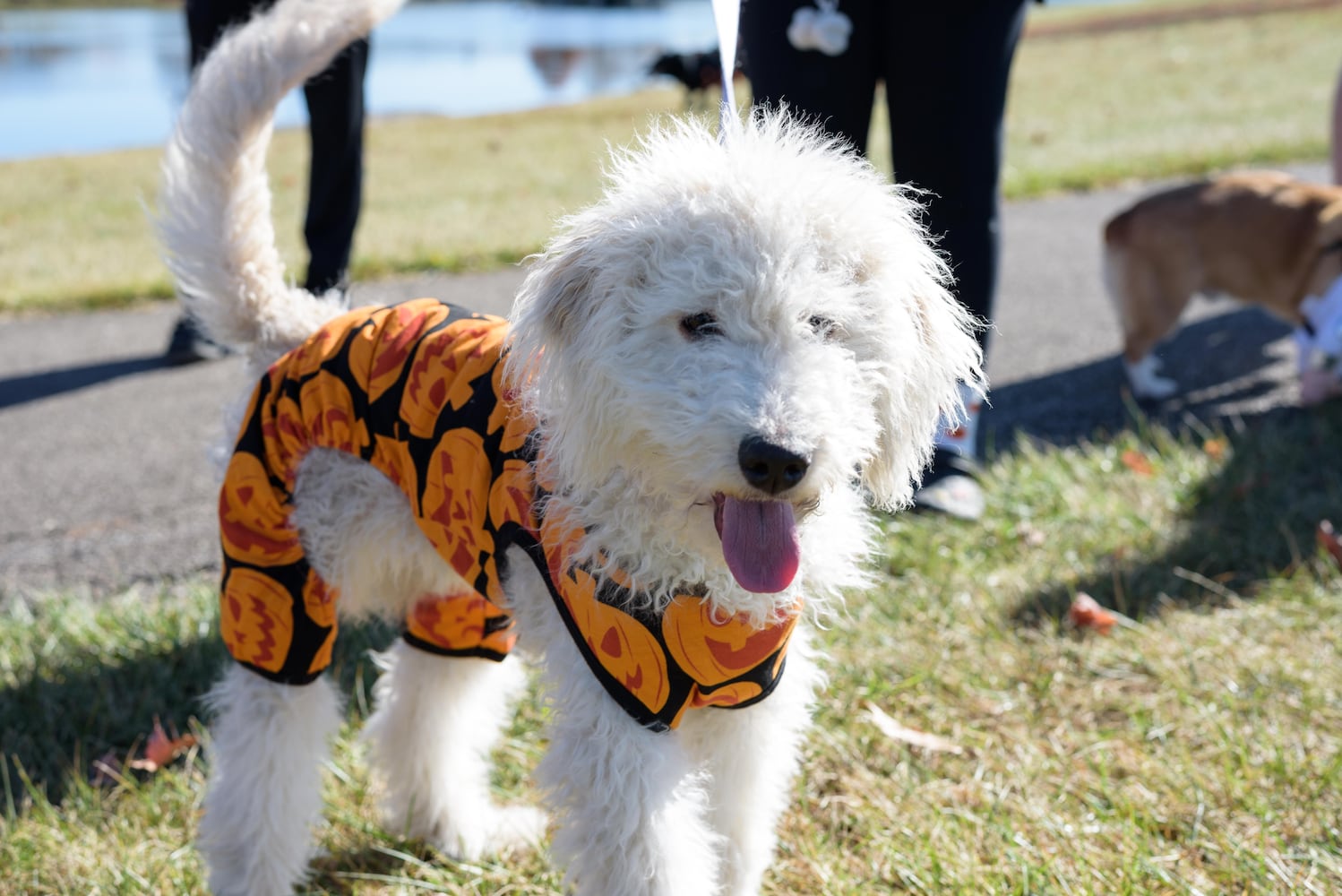 PHOTOS: Did we spot you and your dog at Wag-O-Ween at the Kettering Recreation Center?