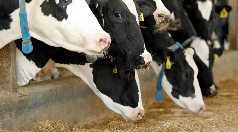 Holstein dairy cattle at the Buschur Dairy Farm in Darke County. Some counties in Ohio have seen a decline in the number of dairy farms in the past few years. TY GREENLEES / STAFF