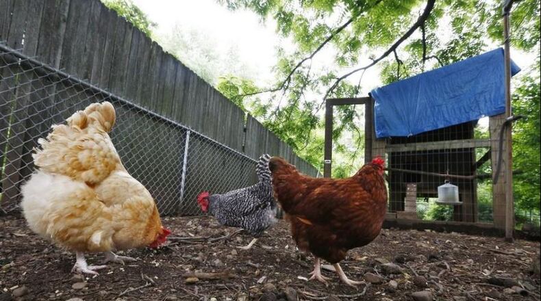 Lebanon City Council overrode a city Planning Commission recommendation and unanimously to allow the keeping of chickens at single-family residences within the city limits.