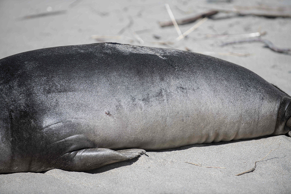 This photo provided by Gregory G Miller shows a stabbed seal pup on a beach in Neskowin, Ore., on March 27, 2025, a day after it was attacked. (Gregory G Miller via AP)