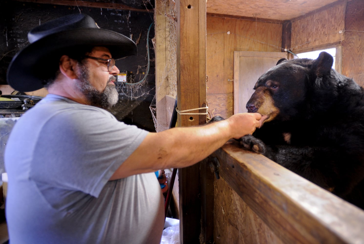 Buddy the bear