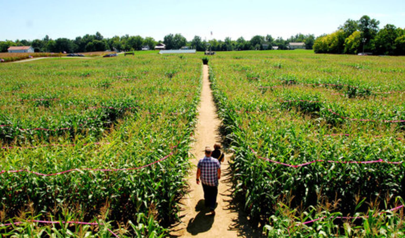 Tom's Maze corn maze opens