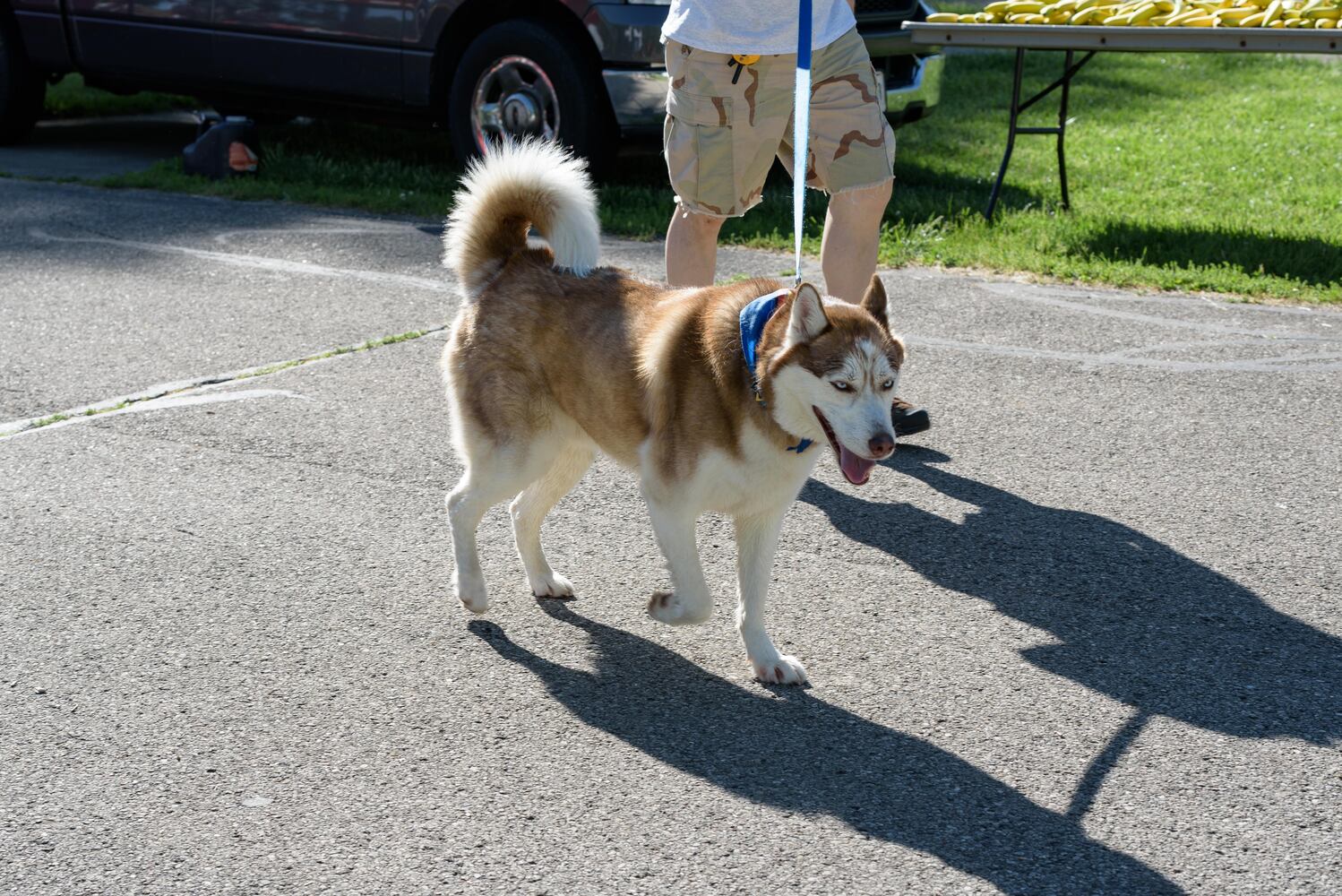 PHOTOS: Did we spot you and your doggie during the Furry Skurry 5K & Furry Fest at Eastwood MetroPark?