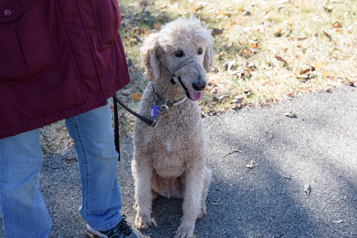 PHOTOS: Did we spot you and your dog at Wag-O-Ween at the Kettering Recreation Center?