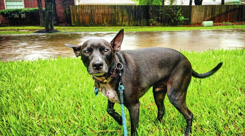 Dog bites are the most common type of bite seen in the Wright-Patterson Medical Center emergency room. Animal bites can lead to serious infection and even rabies if not properly treated. Immediate medical care should be sought if someone is bitten by an animal. (Metro News Service photo)