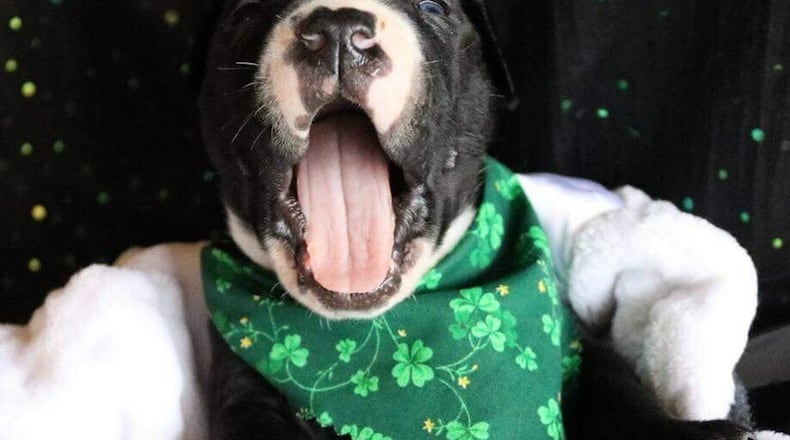 The Downward Doggin Puppy Yoga class is just what it sounds like yoga with the added benefit of these adorable puppies scampering around the room. The first-time event is being held at La Gota Coffee on March 17. CONTRIBUTED