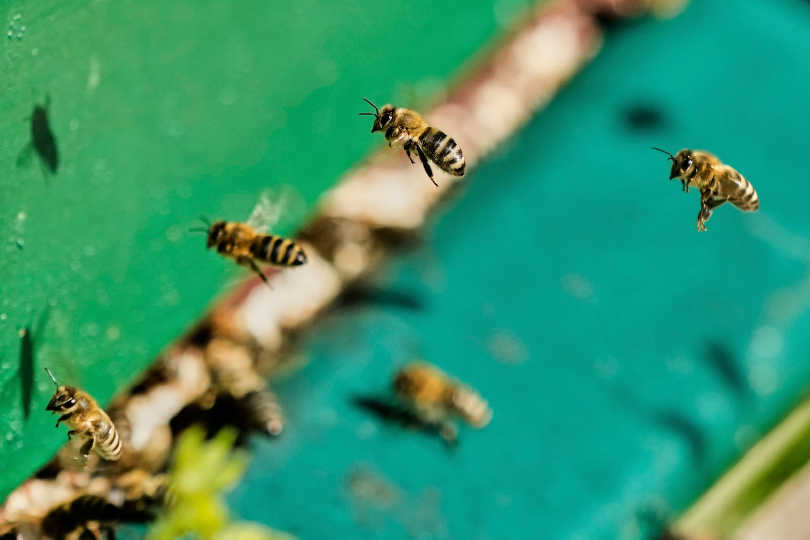 Honey bees are pictured in a beehive in Wehrheim near Frankfurt, Germany, on the "world bee day" on Tuesday, May 20, 2025. (AP Photo/Michael Probst)