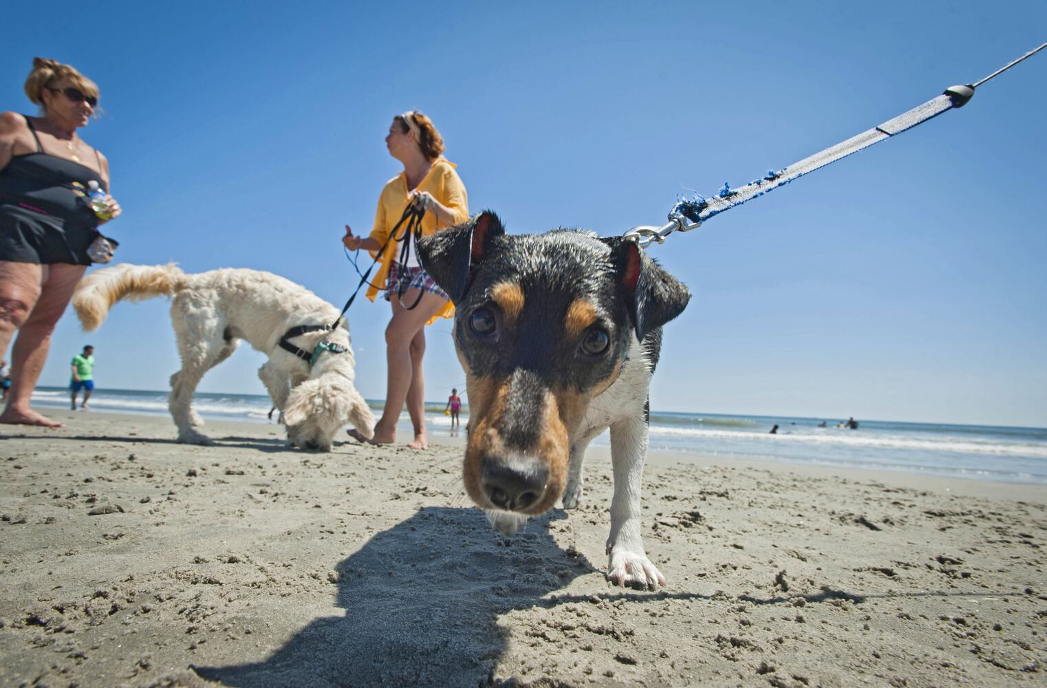 News hounds (8/21/2014)