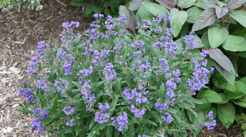 Caryopteris is a great plant to attract pollinators to the garden. CONTRIBUTED PHOTO