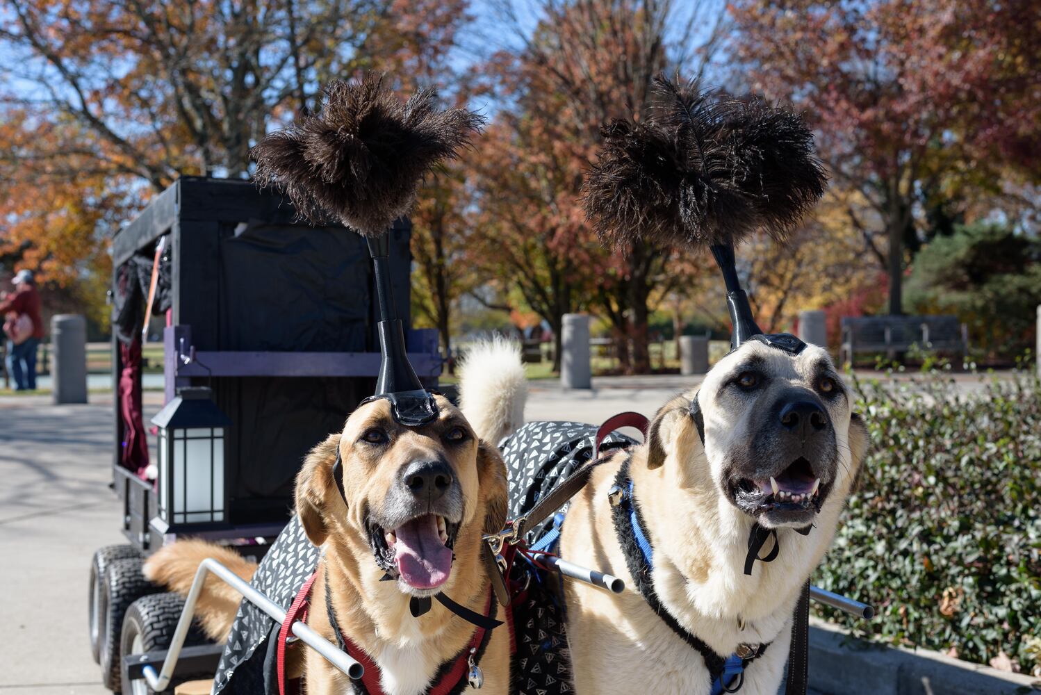 PHOTOS: Did we spot you and your dog at Wag-O-Ween at the Kettering Recreation Center?
