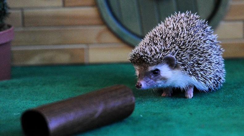 The Boonshoft Museum of Discovery’s Walnut the hedgehog agreed with Punxsutawney Phil, Thursday Feb. 2, 2023, Walnut saw her shadow and forecasted six more weeks of winter. 
According to Boonshoft, the annual tradition actually is a nod to the ancient Roman custom of Candlemas Day, where hedgehogs were initially used to predict spring. MARSHALL GORBY\STAFF