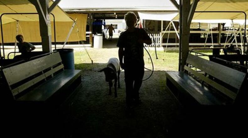 James Mingus, 17, of West Milton brings in his sleep after a washing during preparation for the Miami County Fair in Troy on Thursday, Aug. 7, 2008.