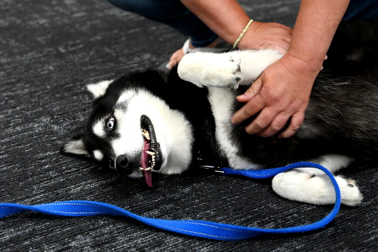 Hamilton City Schools therapy dog