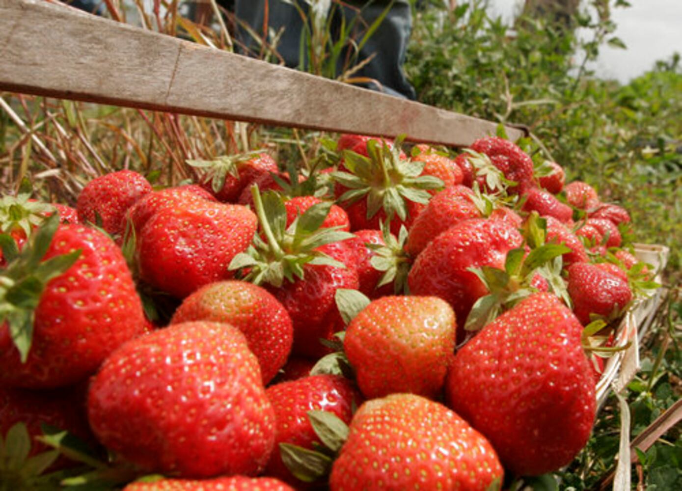Fulton Farms strawberry fields