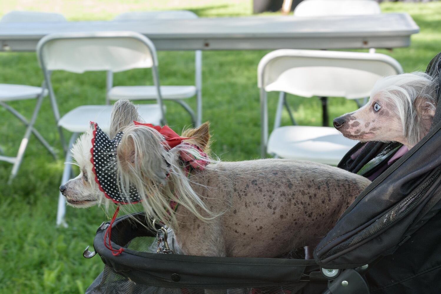 PHOTOS: Did we spot you and your doggie during the Furry Skurry 5K & Furry Fest at Eastwood MetroPark?