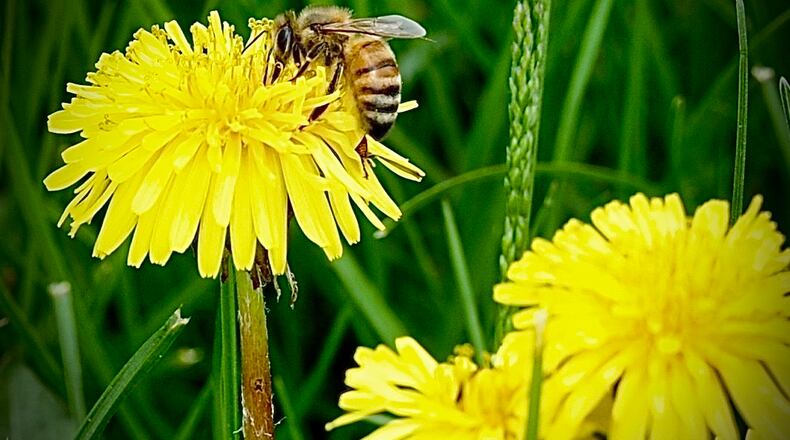 Spring is in the air and the bees are everywhere like this one in Huber Heights, Tuesday, April 10, 2024. MARSHALL GORBY \STAFF