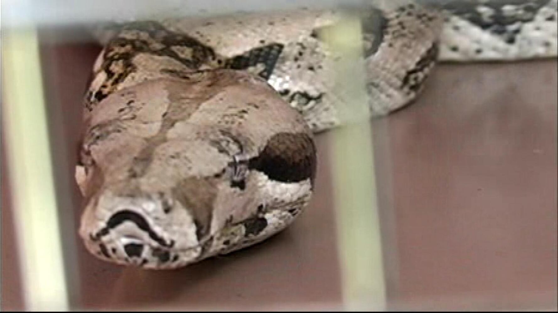Red-tailed Boa