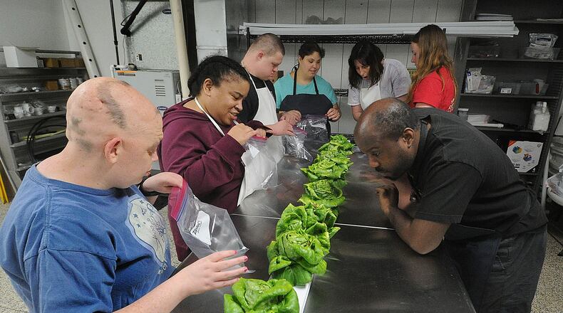 Direct Support Professional Makayla Williamson (in red shirt at right) helps clients at Toward Independence harvest lettuce for One Bistro in Xenia from their hydroponics garden. Helping Williamson, from left, are Alexis Bunch, Adrienne Talley, Nate Nevels, Mia Ross, Amanda Novak and Marc Grinaldi. MARSHALL GORBY\STAFF