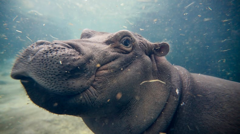 In this Nov. 2, 2017, file photo, Fiona, a Nile hippopotamus plays in her enclosure at the Cincinnati Zoo & Botanical Garden, in Cincinnati. The zoo said Fiona will soon eat nothing but grown-up hippo food as she's weaned from her bottles of formula. (AP Photo/John Minchillo, File)