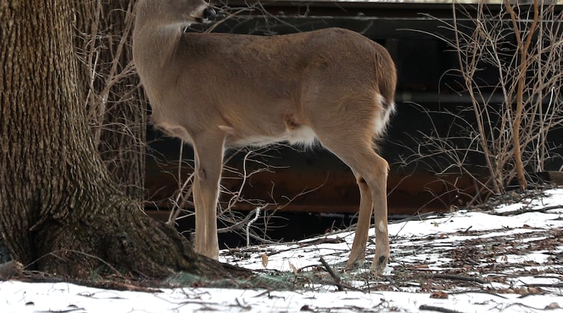 Testing for Chronic Wasting Disease (CWD) in Ohio’s white-tailed deer population will continue during the 2021-22 hunting  season, according to the Ohio Department of Natural Resources (ODNR)  Division of Wildlife.