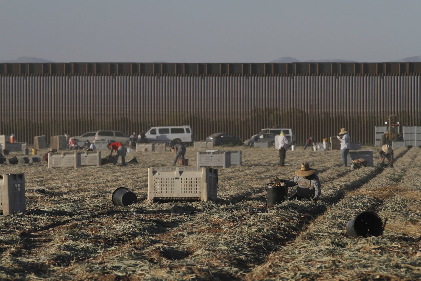 Seasonal laborers harvest onions on a privately owned ranch along the southern U.S. border in an unincorporated area 15 miles west of Columbus, N.M., on June 12, 2025. (AP Photo/Morgan Lee)