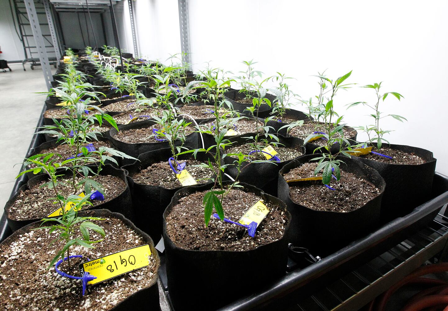 Sneak peek: Cresco Labs medical marijuana cultivator in Yellow Springs