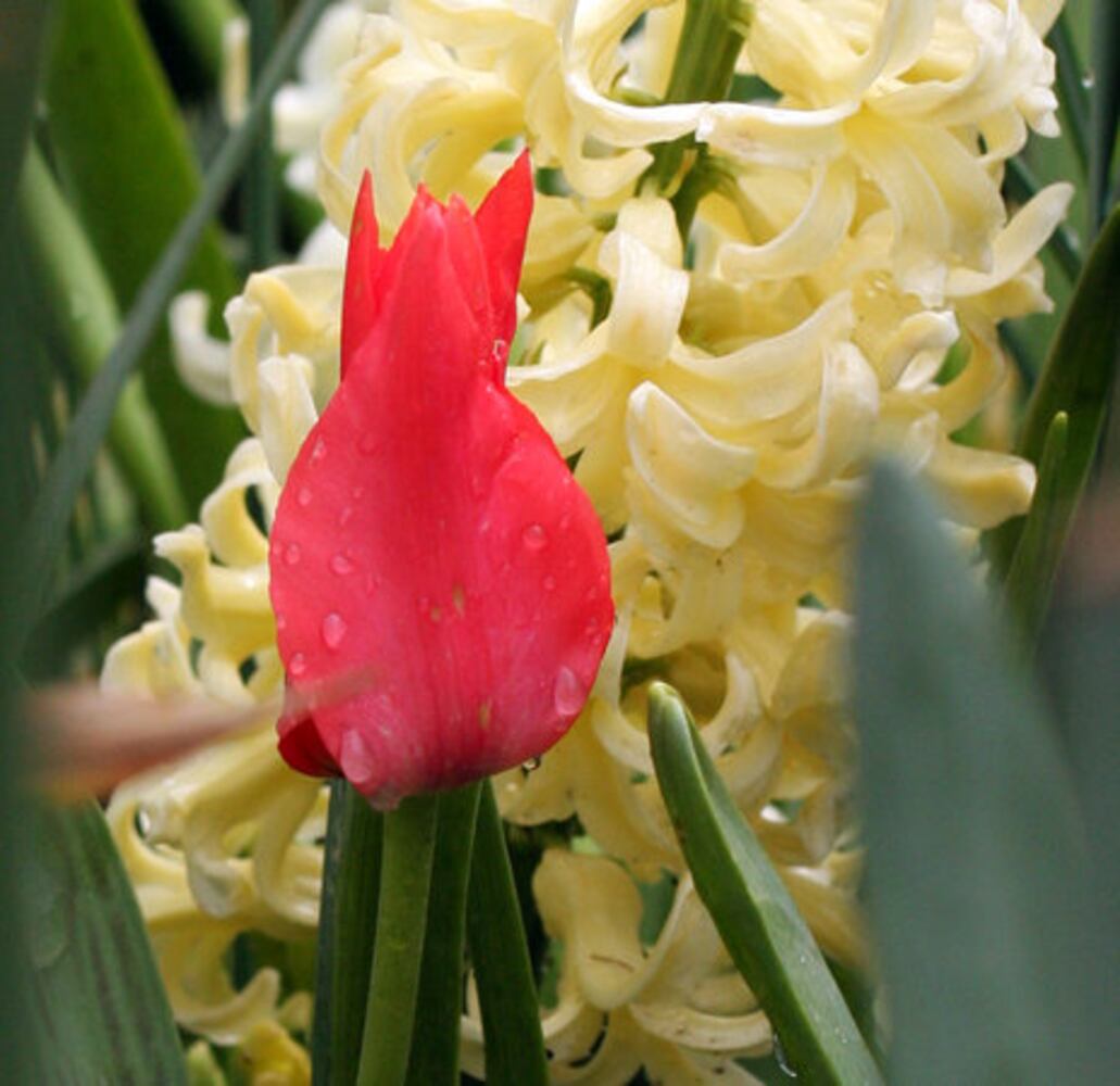 Spring Bulb Festival